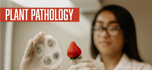 Plant Pathology, Cal Poly Strawberry Center